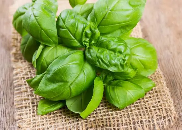 Le basilic en cuisine et pour votre bien-être
