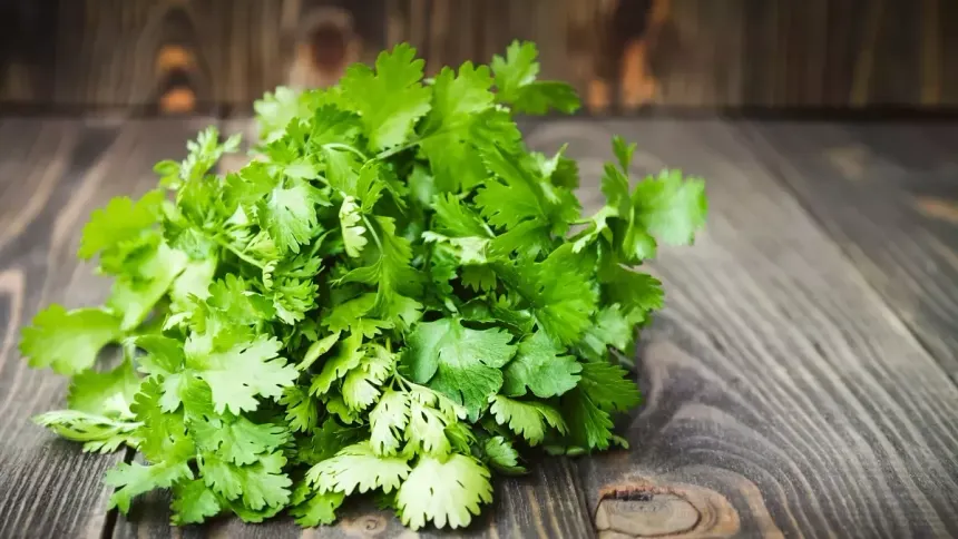 Découvrez les Secrets de la Coriandre : 10 Astuces pour une Cuisine Exotique