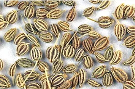 10 Secrets de l'Ajowan pour une Cuisine et une Santé Optimales