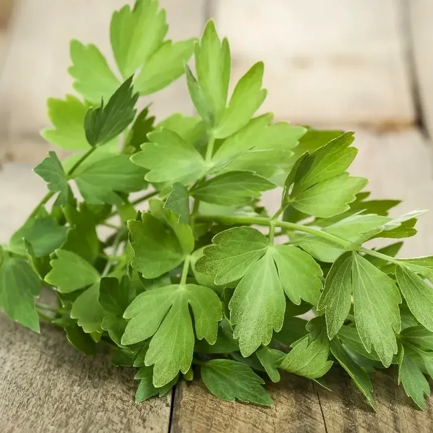 Découvrez les saveurs et les secrets de la livèche, un condiment oublié