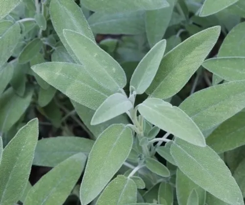 Sauge officinale pour un hiver gourmand et sain